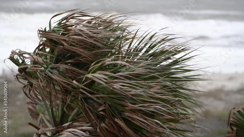 Wind blowing palm tree in severe weather on Amelia Island in Florida photo