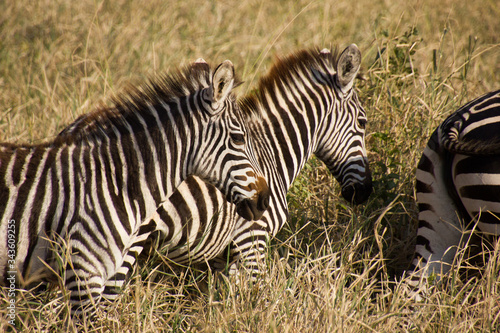 Close up of zebras in the savannah