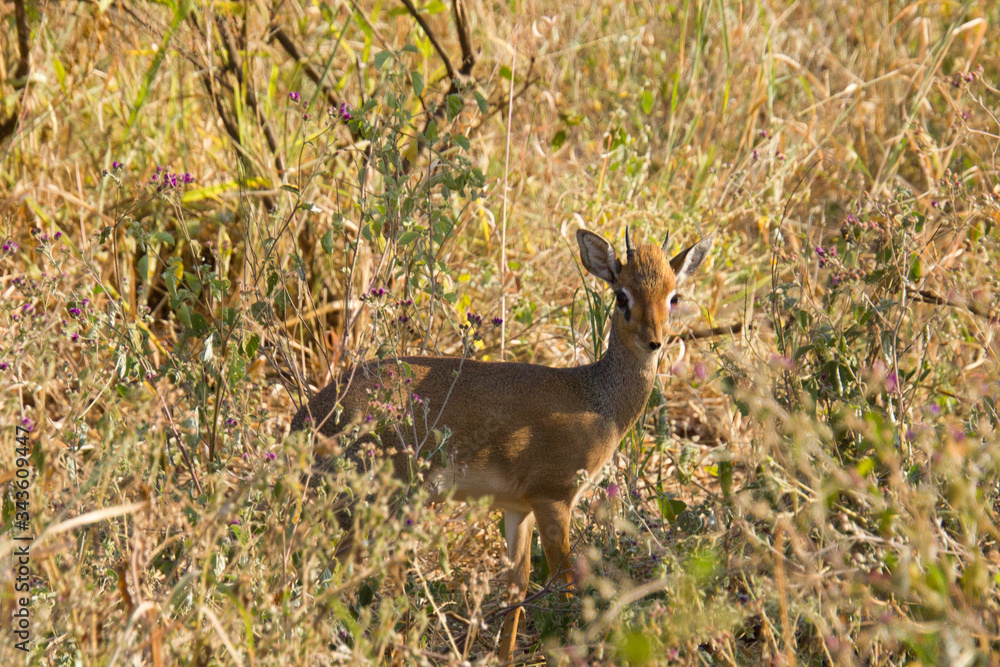 Dik-dik in the grass in an african steppe Dik-dik in the grass in an african steppe