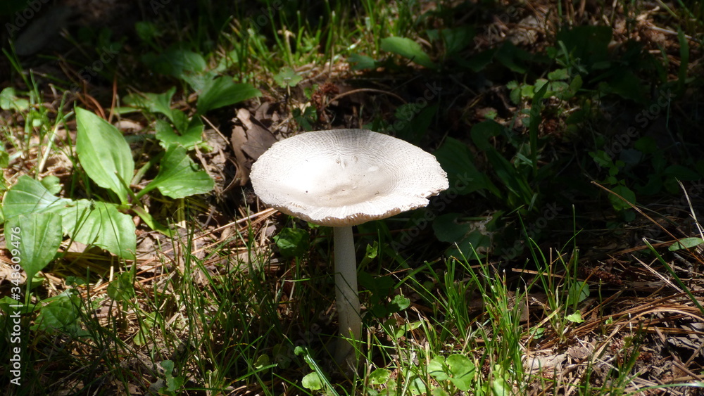Mushroom in Sunlight Mushroom in Sunlight