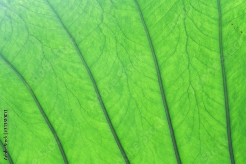 Close up a vein pattern of tropical large caladium leaf with sun light and green nature color
