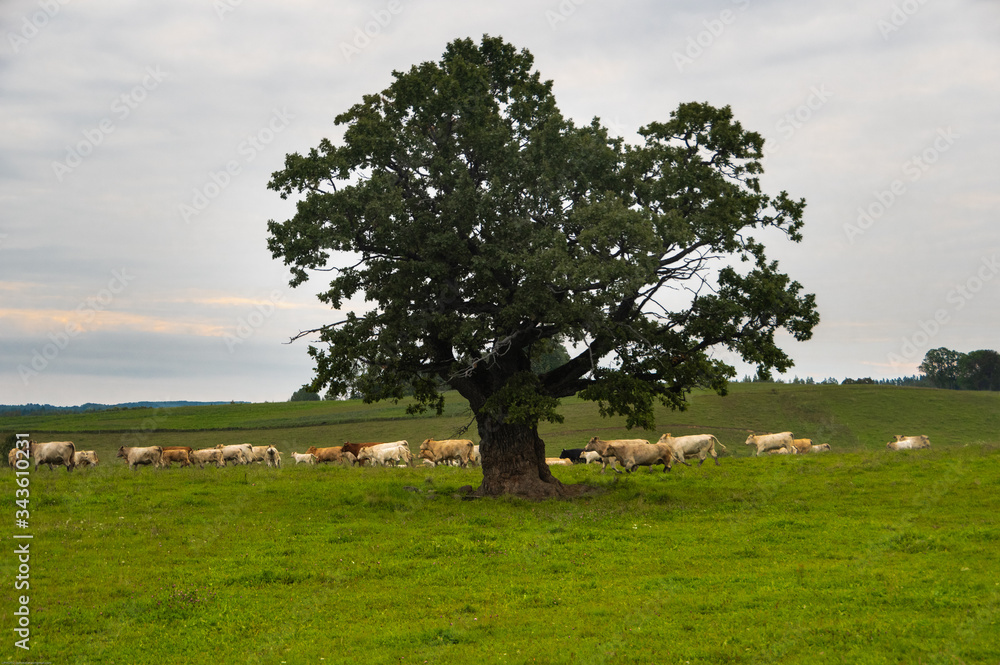 Agricultural landscape with a big and old oak amidst green pasture and herd of white and brown cows running behind it in the early summer morning in Latvia
Agricultural landscape with a big and old oak amidst green pasture and herd of white and brown cows running behind it in the early summer morning in Latvia