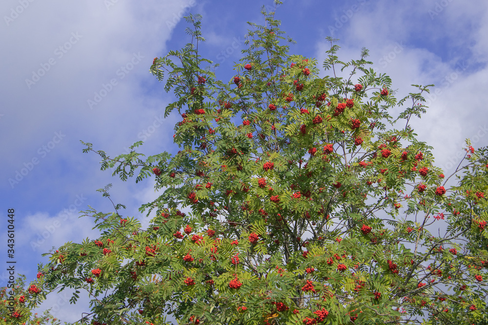 Branches of the rowan tree with red ripe berries and green leaves on a blue and cloudy August sky