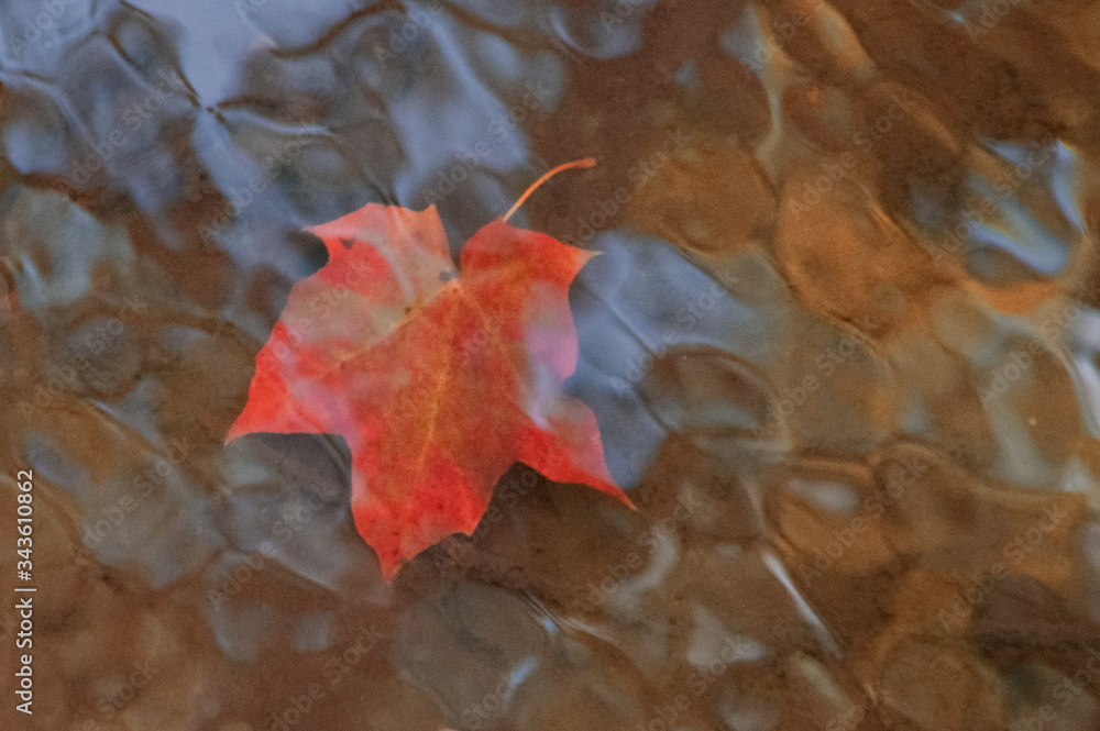 Closeup of red and green colored maple leaf in the water with the reflection of sky on the water