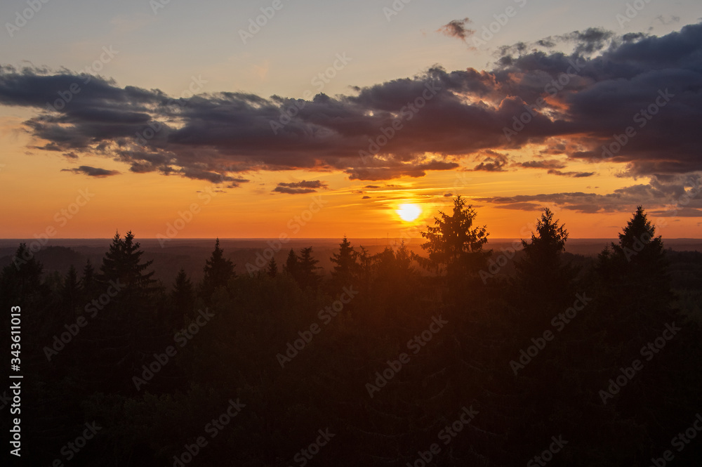 Obraz premium View to silhouettes of the fir tree tops against golden and blue sky with dramatic clouds lit by beautiful summer sunset over the spruce-fir forest, focus on tops of the trees