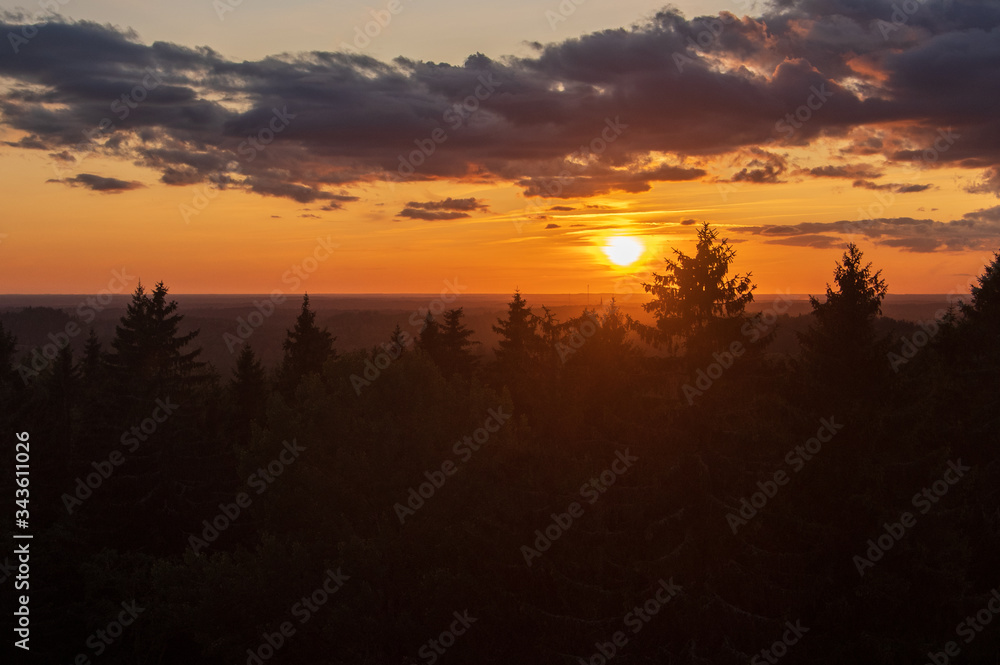 View to silhouettes of the fir tree tops against golden and blue sky with dramatic clouds lit by beautiful summer sunset over the spruce-fir forest, focus on tops of the trees
