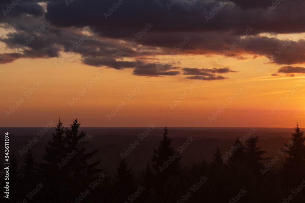 Fototapeta premium Beautiful summer sunset over the spruce-fir forest with the silhouettes of fir tree tops against golden and blue sky with dramatic clouds