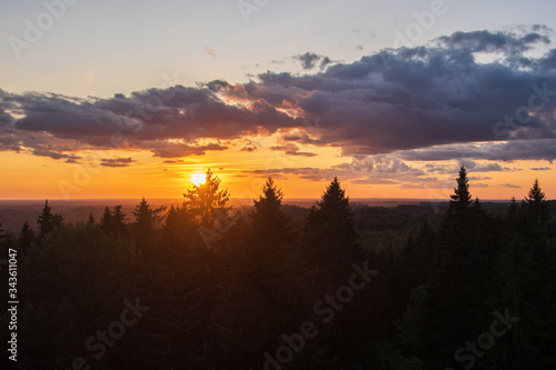 View to silhouettes of the fir tree tops against golden and blue sky with dramatic clouds lit by beautiful summer sunset over the spruce-fir forest, focus on tops of the trees