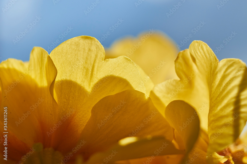 Fototapeta premium Beautifully lit petals of yellow flowers