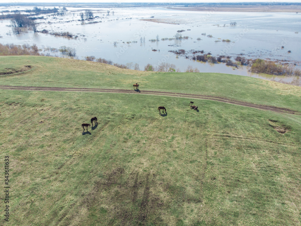 Grazing horses on a field road, photograph from a drone Grazing horses on a field road, photograph from a drone