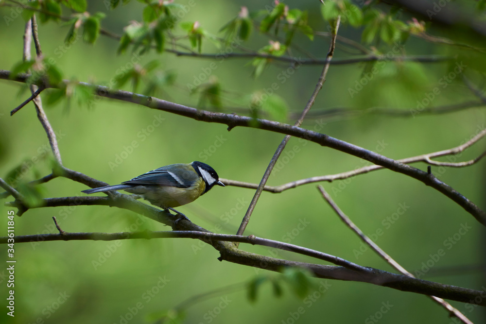 A titmouse rests among the branches of a beech tree A titmouse rests among the branches of a beech tree