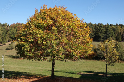 Baum im Herbst  Mossautal  Odenwald 