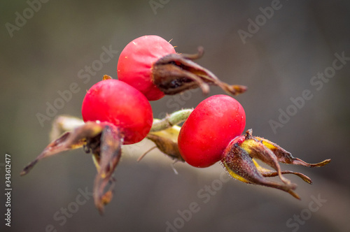 Closeup of three red rosehips of rugosa rose in autumn, focus on the rosehip in foreground 