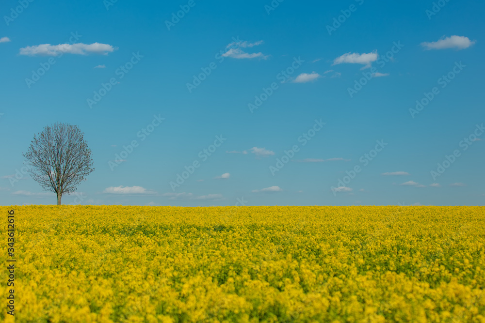 Rapeseed field and dry tree on background in spring time