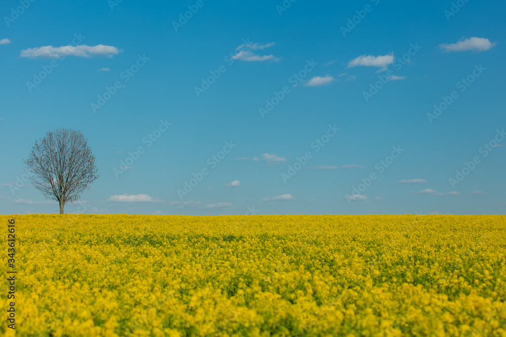 Fototapeta premium Rapeseed field and dry tree on background in spring time
