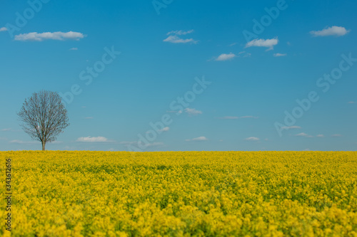 Rapeseed field and dry tree on background in spring time © Masson