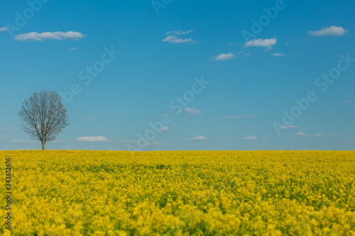 Rapeseed field and dry tree on background in spring time