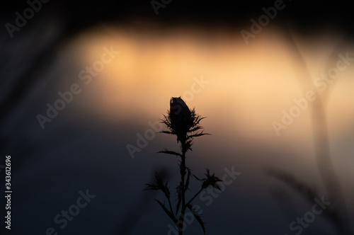 Closeup of beautiful silhouette of dry thistle flower in autumn against colorful background of sunset
