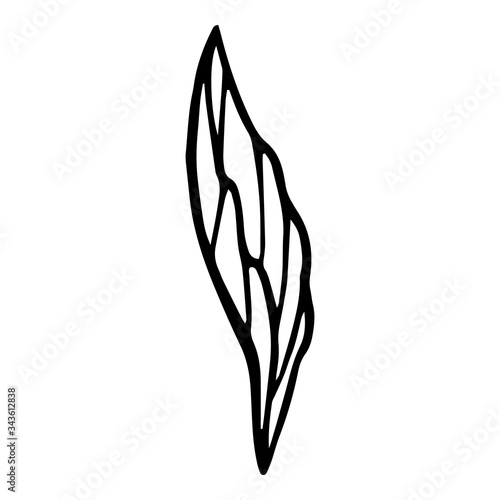 Summer peony leaf icon. Hand drawn illustration of summer peony leaf vector icon for web design