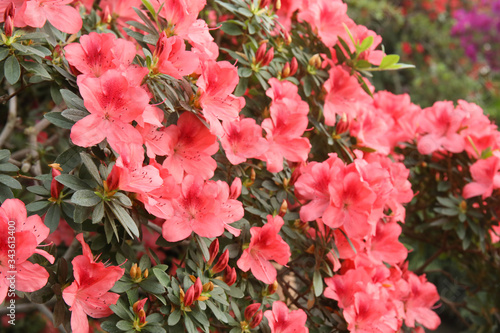 Beautiful spring image with bright flowers of azalea