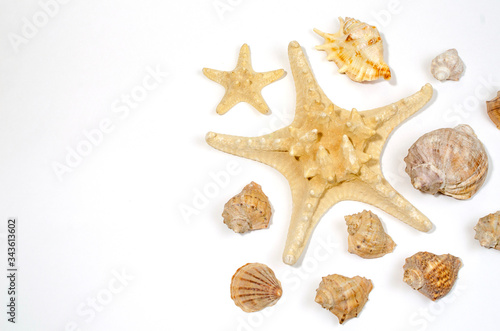 starfish and shells on a white background