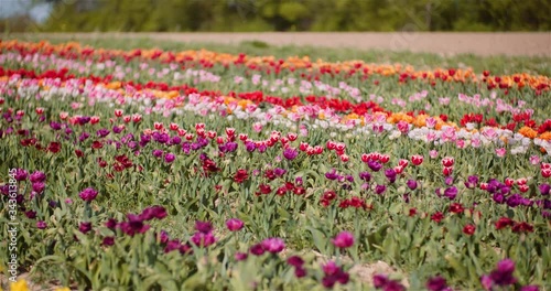 Wallpaper Mural Blooming Tulips on Flowers Plantation Farm Torontodigital.ca