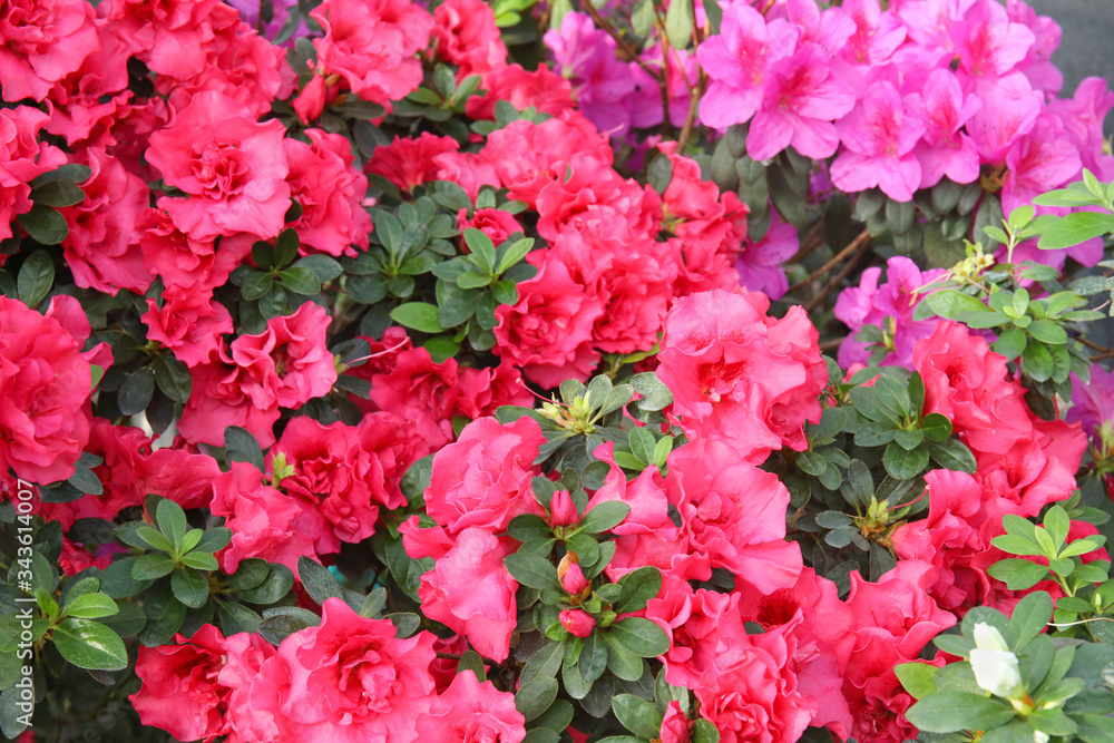 Beautiful spring image with bright flowers of azalea Beautiful spring image with bright flowers of azalea