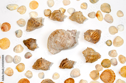 composition of exotic sea shells and starfish starfish on a white background. View from above.