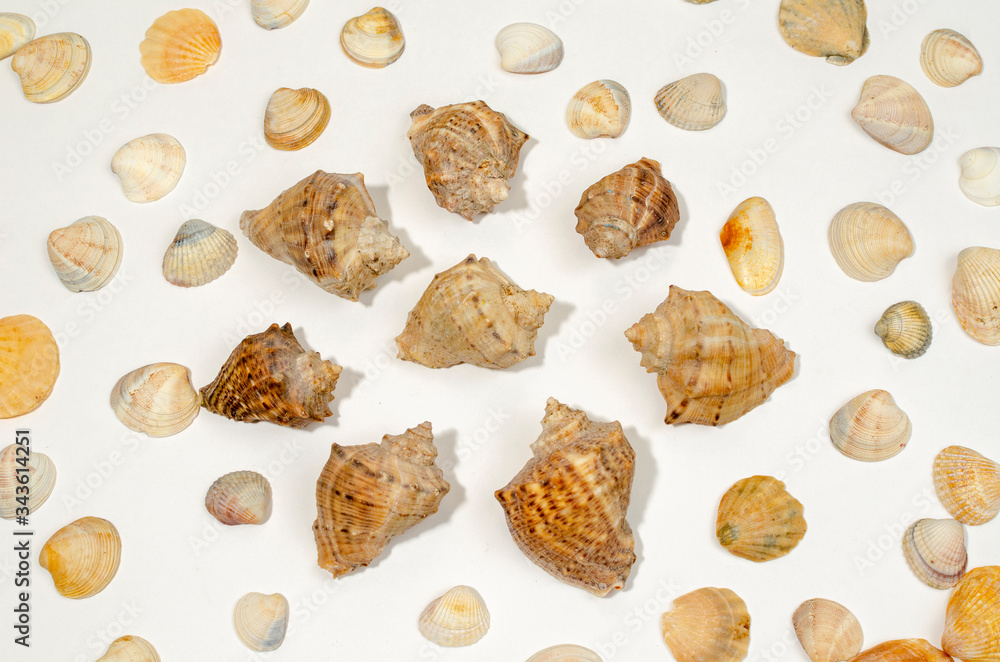 Various shells and sea snails against white background Various shells and sea snails against white background