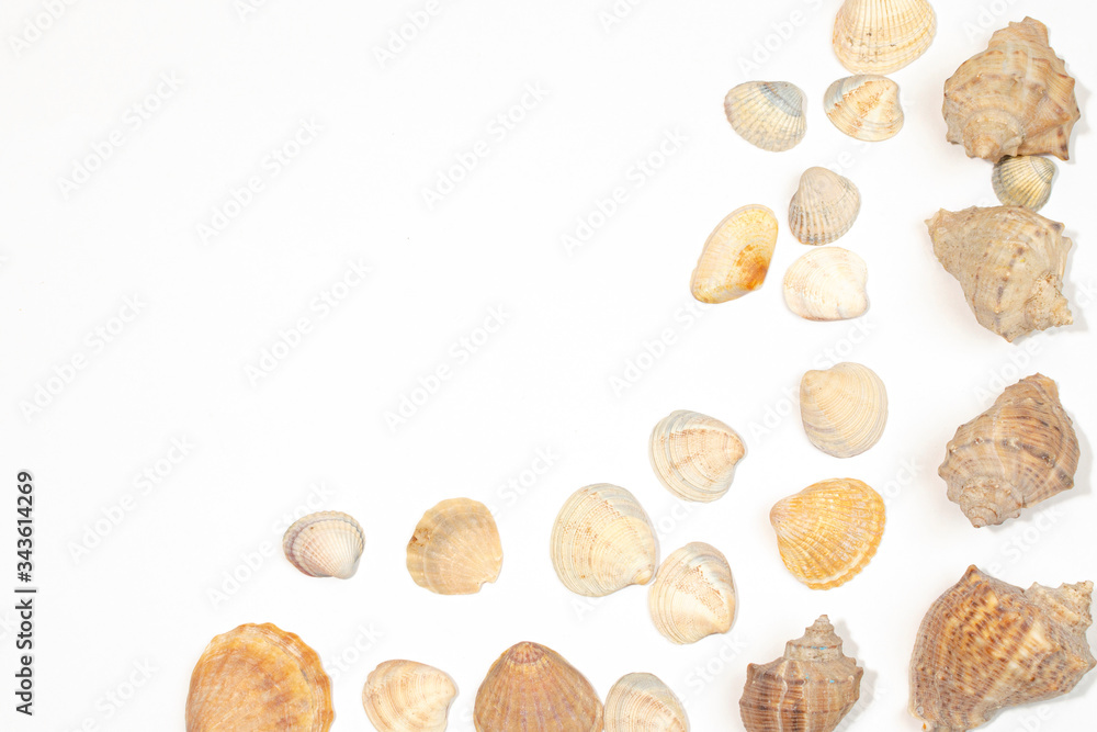 Various shells and sea snails against white background Various shells and sea snails against white background
