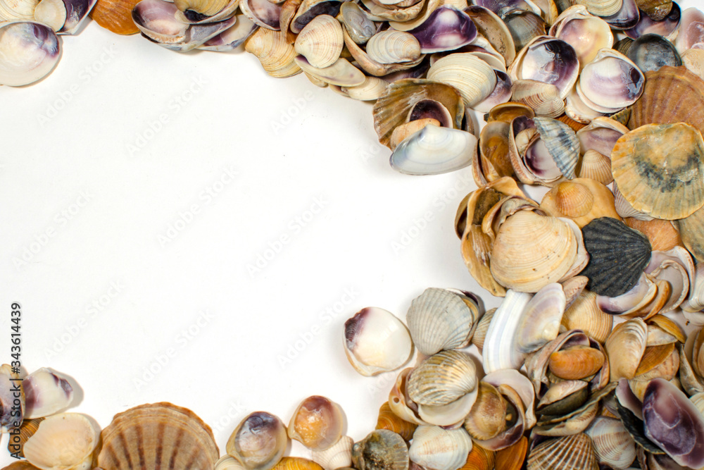 Obraz premium many small seashells of various kinds close-up with a place for inscription