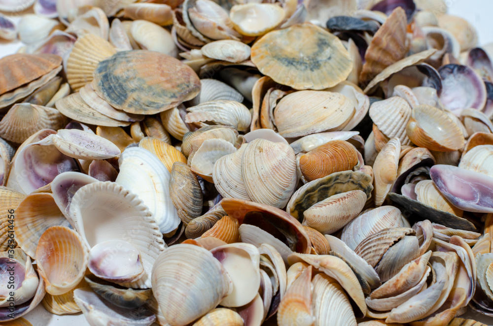 many small seashells of various kinds close-up with a place for inscription many small seashells of various kinds close-up with a place for inscription