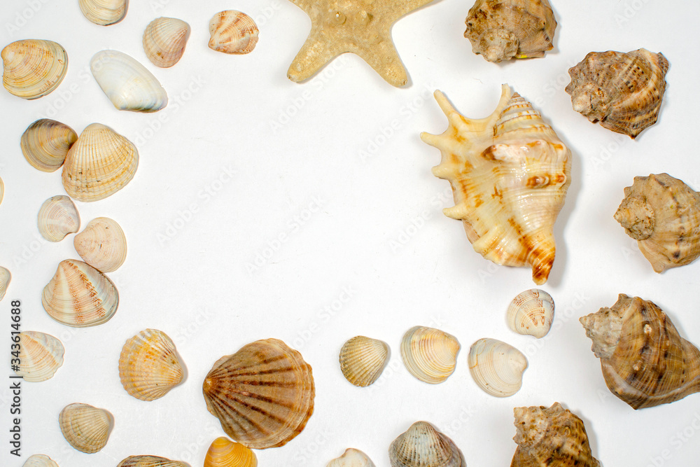 many small shells of various species close-up many small shells of various species close-up