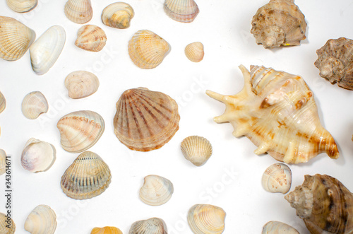 many small shells of various species close-up