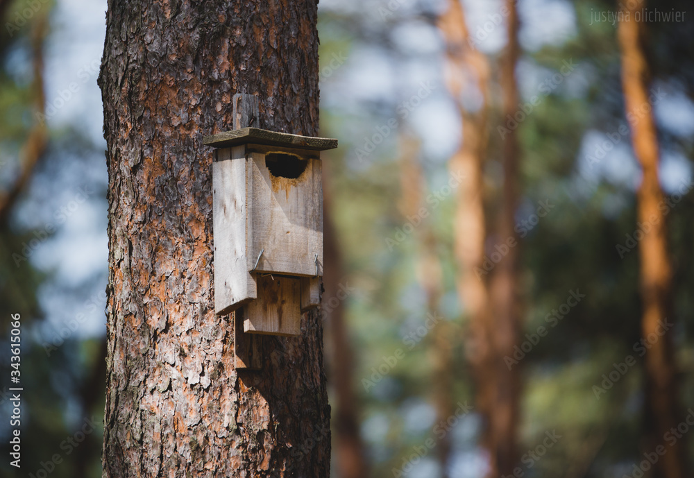 Nest box on a tree close up, on a sunny weather Nest box on a tree close up, on a sunny weather