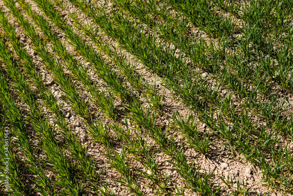 Young wheat seedlings growing on a field in a black soil. Spring green wheat grows in soil. Close up on sprouting rye on a agriculture field in a sunny day. Sprouts of rye. Agriculture. Young wheat seedlings growing on a field in a black soil. Spring green wheat grows in soil. Close up on sprouting rye on a agriculture field in a sunny day. Sprouts of rye. Agriculture.