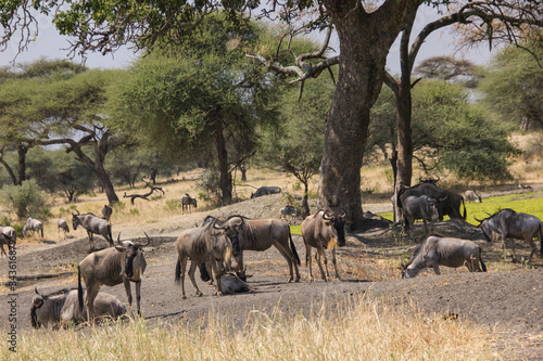 Gnus under baobabs in the african steppe