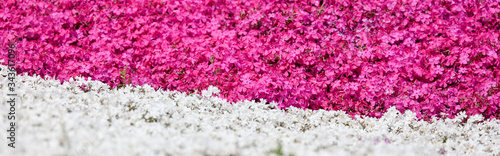 バナーサイズに切り抜いた芝桜の花壇画像
