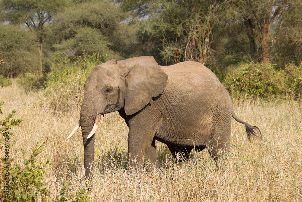 Elephant walking around in the african steppe Elephant walking around in the african steppe