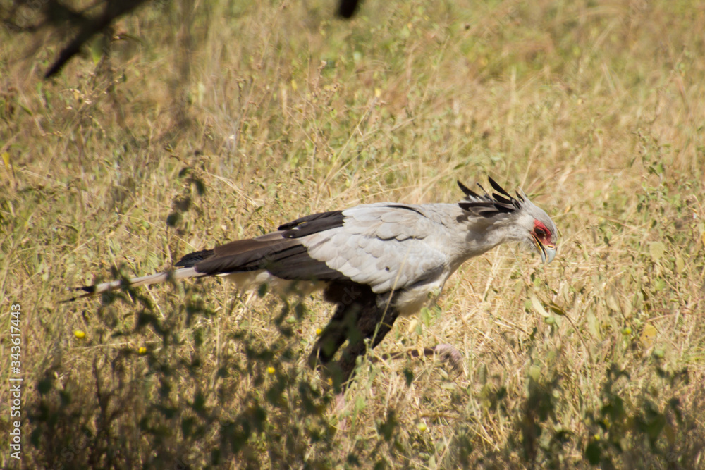 Obraz premium Secretarybird in the african steppe on a sunny day