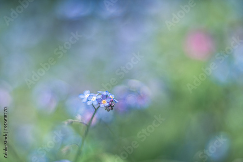 wildflower forget-me-not vintage lens rendering  © Marc Andreu