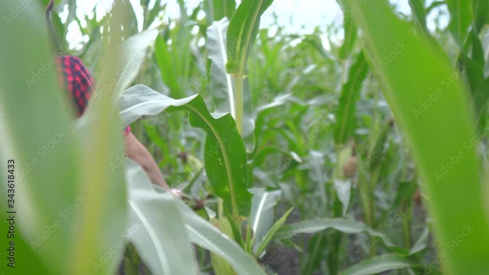 lifestyle smart eco a harvesting agriculture farming concept . farmer girl plant researcher harvesting corn cobs on the farm . woman with digital tablet works in the field lifestyle smart eco a harvesting agriculture farming concept . farmer girl plant researcher harvesting corn cobs on the farm . woman with digital tablet works in the field