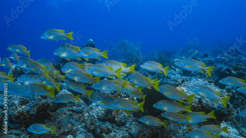 Fototapeta Naklejka Na Ścianę i Meble -  School of Schoolmaster Snapper in turquoise water of coral reef in Caribbean Sea / Curacao	