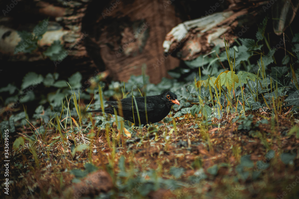 Obraz premium blackbird on grass