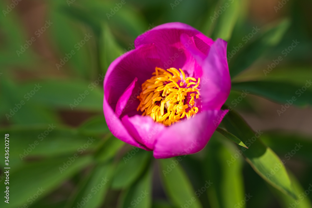 Fototapeta premium Wild peony flower in the forest as nature background