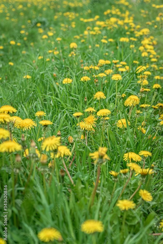 Beautiful wild blooming yellow dandelions flowers, selctive focus. Summer day. Concept of seasons, ecology, green planet, natural green pharmacy Beautiful wild blooming yellow dandelions flowers, selctive focus. Summer day. Concept of seasons, ecology, green planet, natural green pharmacy