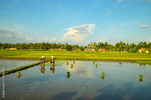 Rice fields in Indonesia