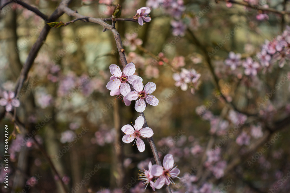 Fototapeta premium Cherry blossoms in early spring, with some 3d illusion
