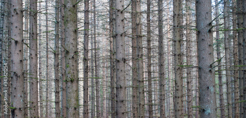 Thick forest with straight conifers