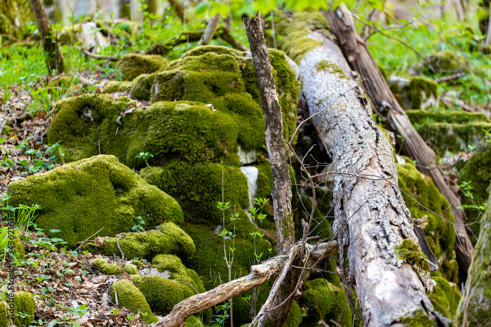 Mossy forest naturea landscape Mossy forest naturea landscape